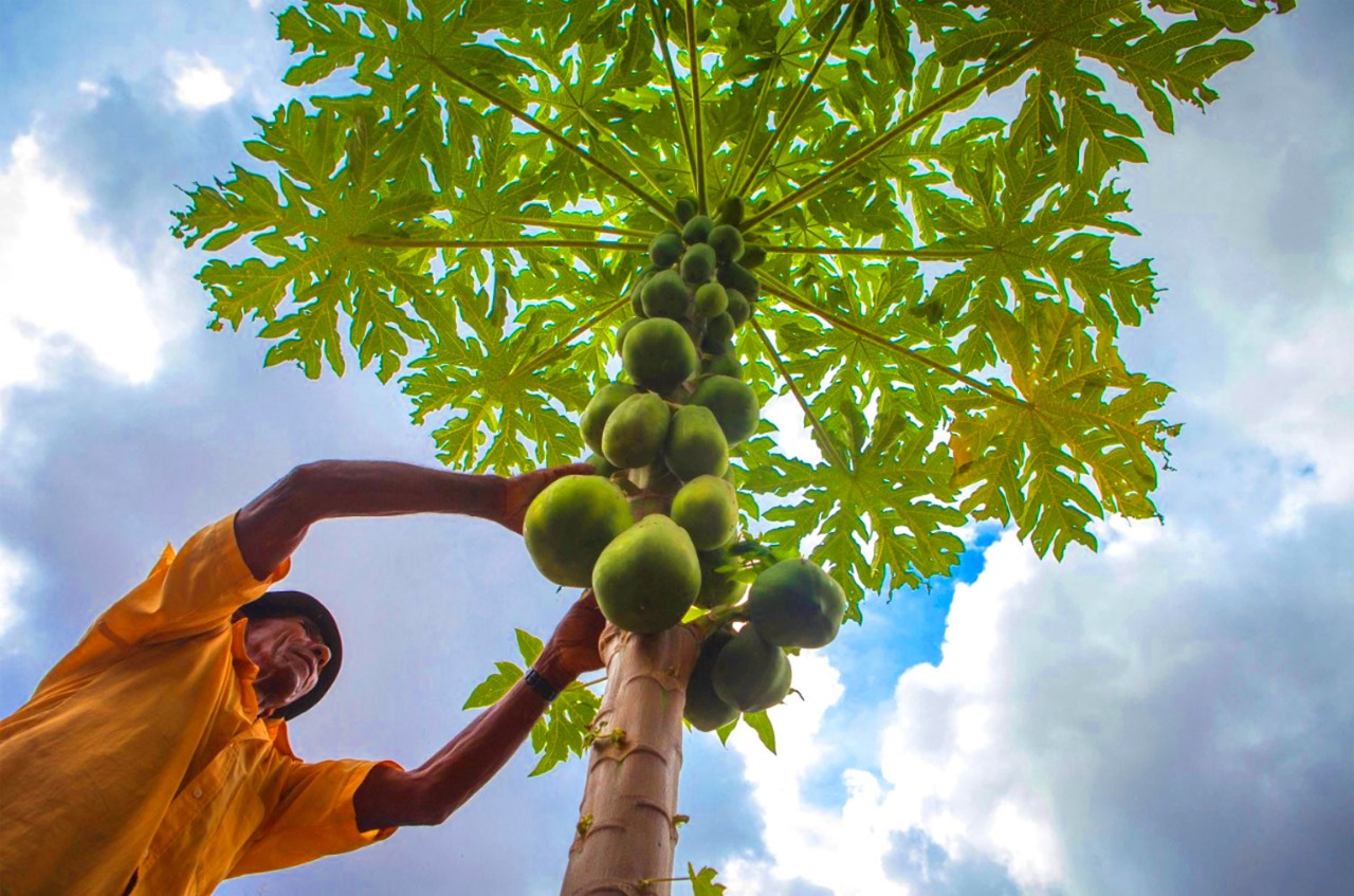 Seu Zé Júlio, agricultor agroecológico e profeta da chuva - Foto: Fernanda Oliveria/Cetra