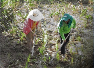 Prêmio reconhece as boas práticas ligadas à salvaguarda da agrobiodiversidade | Foto: João Roberto Correia